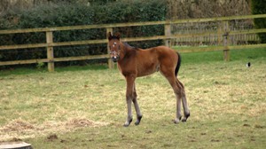 Bay colt by Oasis Dream